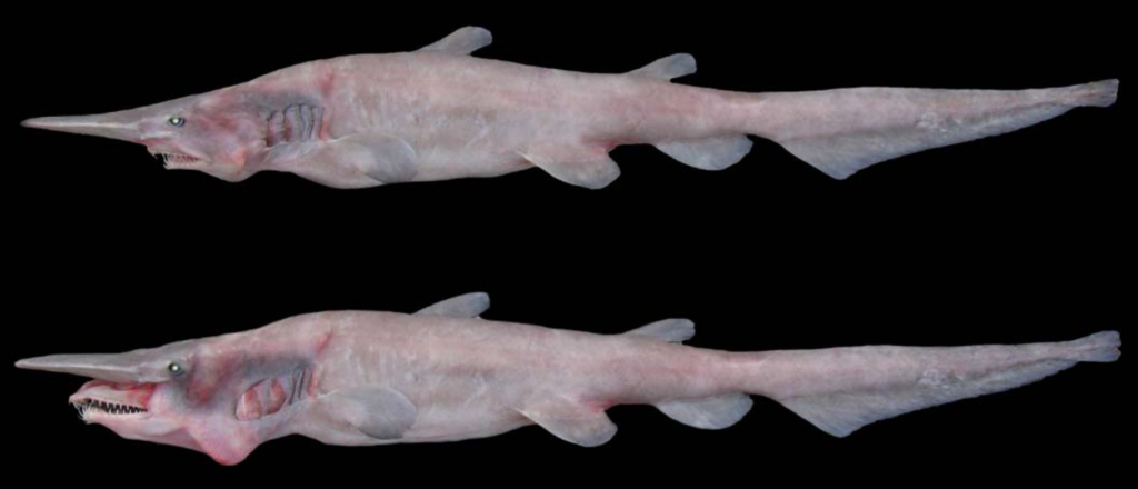 Comparison of a regular goblin shark and a goblin shark with a protruding jaw