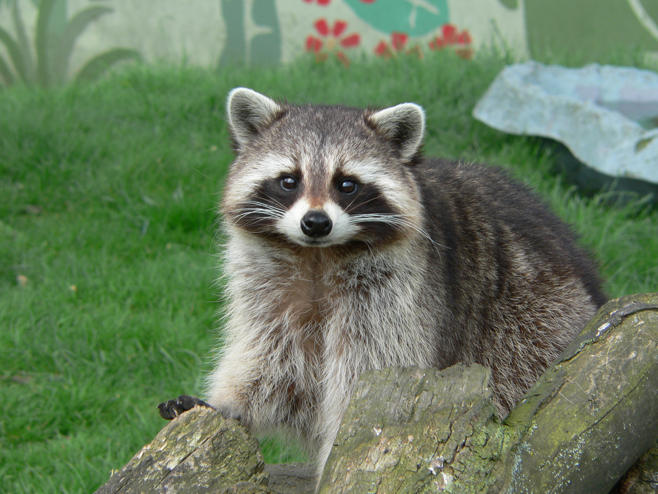 raccoon
